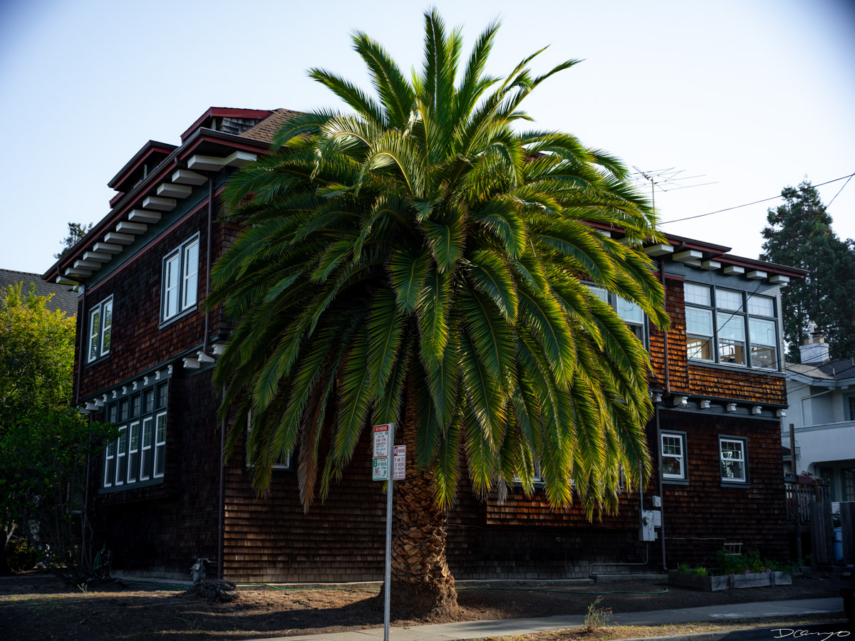 Pretty things that I wanted to take pictures of around Berkeley in 2023.